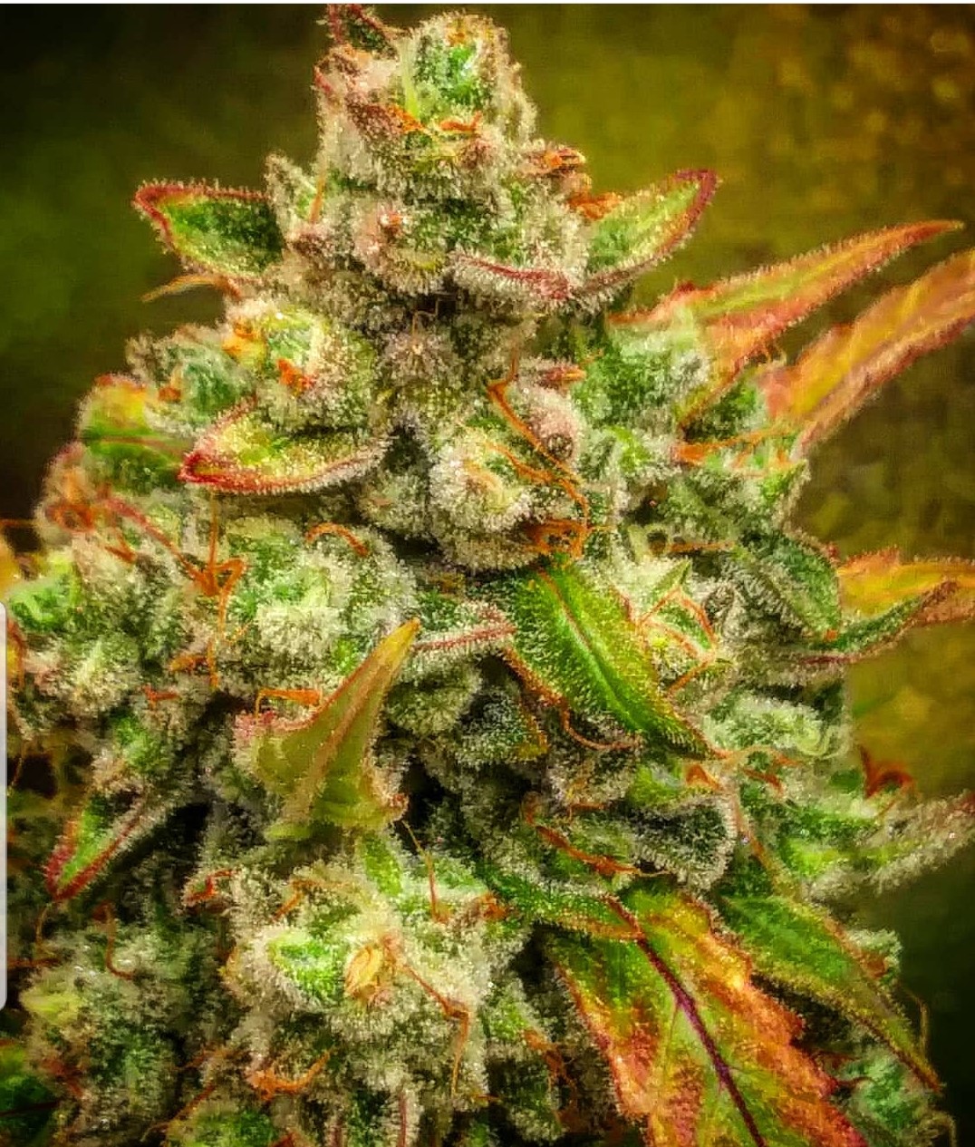 Amnesia Haze Auto Cannabis Seeds by BSB Genetics
